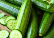 tipos de pepino