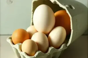 escolher e armazenar ovos